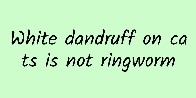 White dandruff on cats is not ringworm