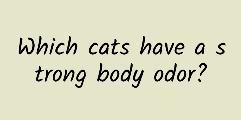 Which cats have a strong body odor?