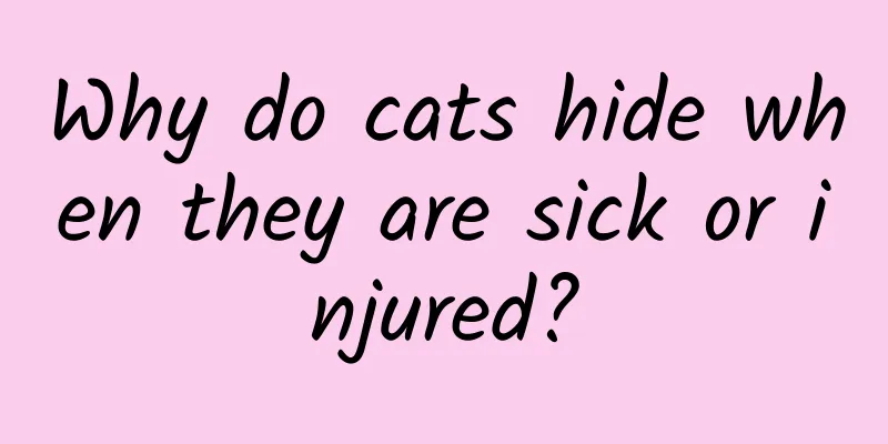 Why do cats hide when they are sick or injured?