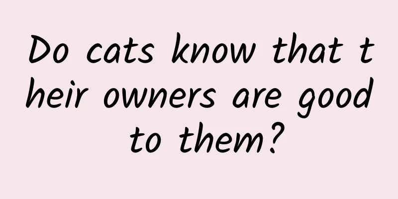 Do cats know that their owners are good to them?