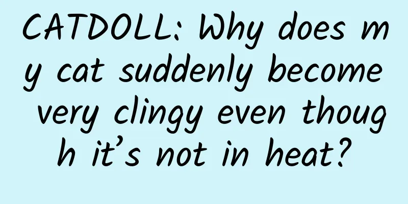 CATDOLL: Why does my cat suddenly become very clingy even though it’s not in heat?