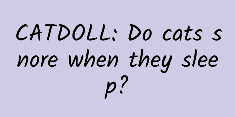 CATDOLL: Do cats snore when they sleep?