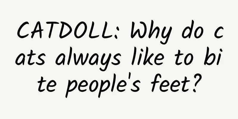 CATDOLL: Why do cats always like to bite people's feet?