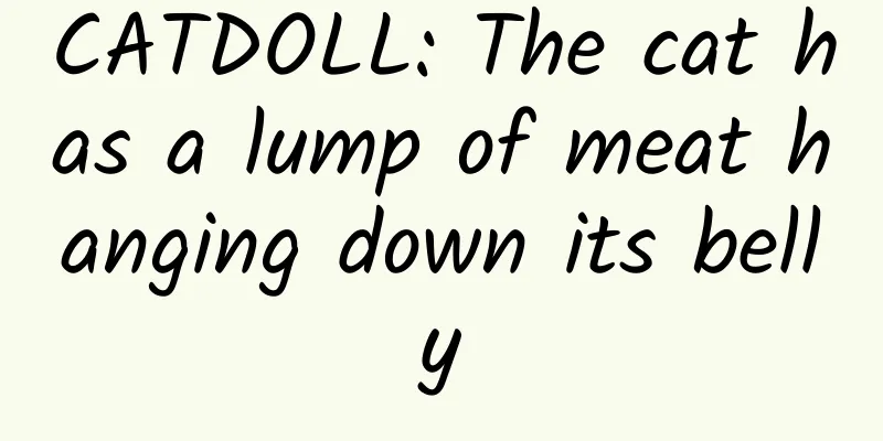 CATDOLL: The cat has a lump of meat hanging down its belly