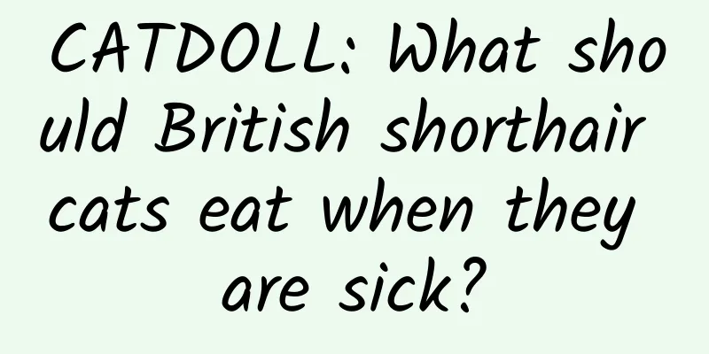 CATDOLL: What should British shorthair cats eat when they are sick?