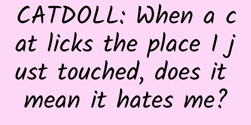 CATDOLL: When a cat licks the place I just touched, does it mean it hates me?