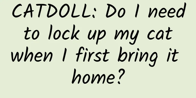 CATDOLL: Do I need to lock up my cat when I first bring it home?
