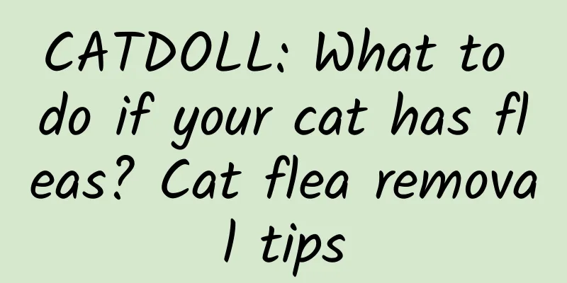 CATDOLL: What to do if your cat has fleas? Cat flea removal tips