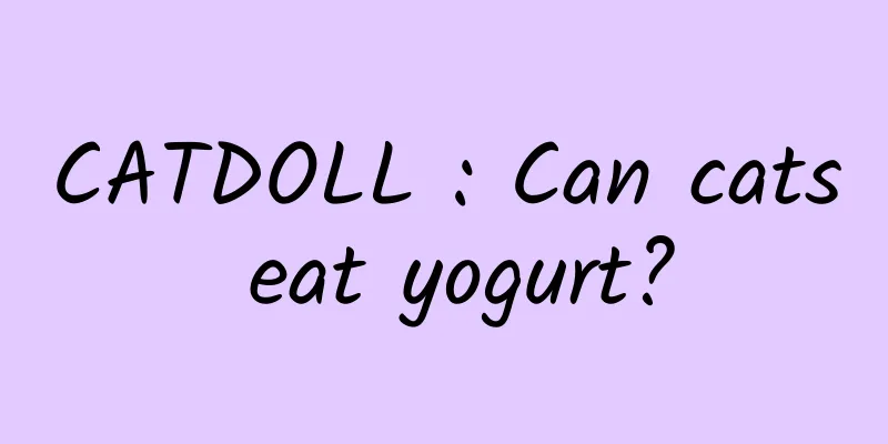 CATDOLL : Can cats eat yogurt?