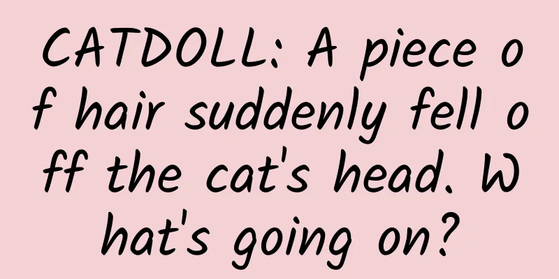 CATDOLL: A piece of hair suddenly fell off the cat's head. What's going on?
