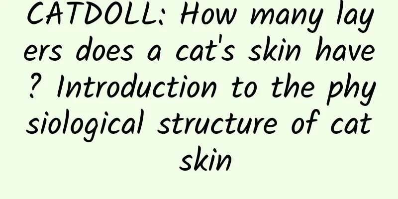 CATDOLL: How many layers does a cat's skin have? Introduction to the physiological structure of cat skin