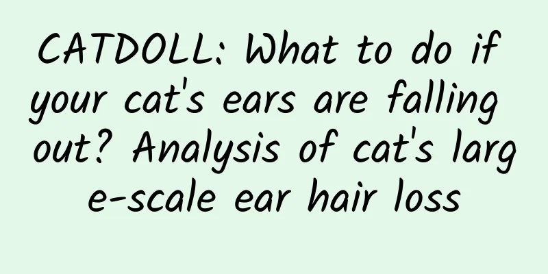CATDOLL: What to do if your cat's ears are falling out? Analysis of cat's large-scale ear hair loss