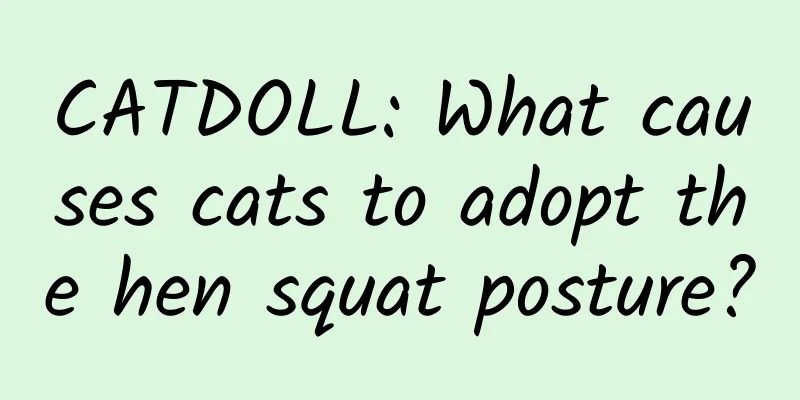 CATDOLL: What causes cats to adopt the hen squat posture?