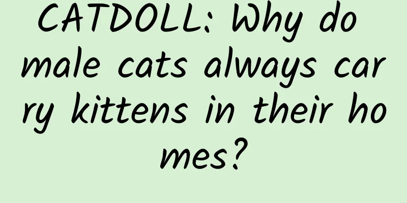 CATDOLL: Why do male cats always carry kittens in their homes?