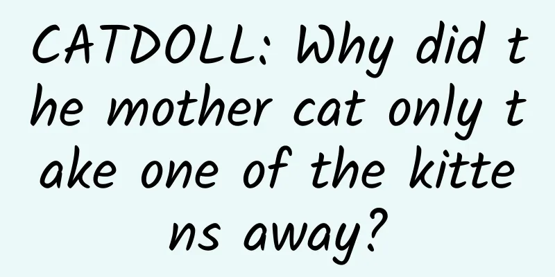 CATDOLL: Why did the mother cat only take one of the kittens away?