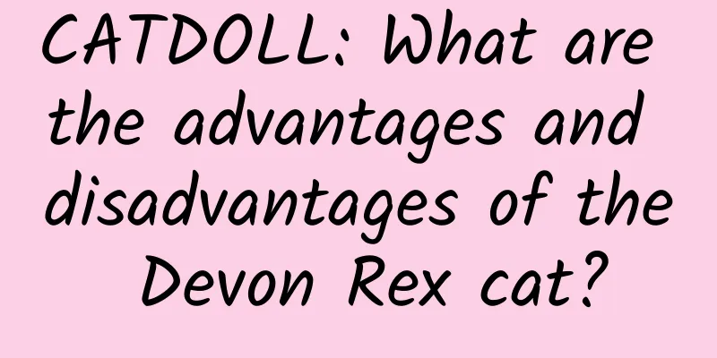 CATDOLL: What are the advantages and disadvantages of the Devon Rex cat?