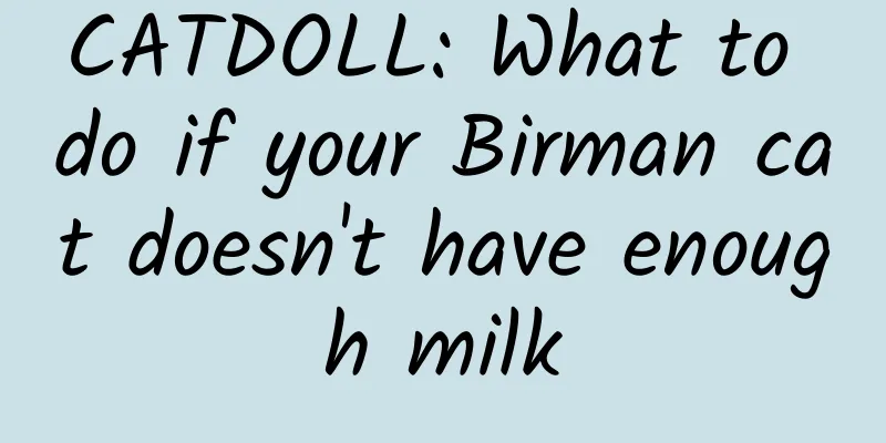 CATDOLL: What to do if your Birman cat doesn't have enough milk