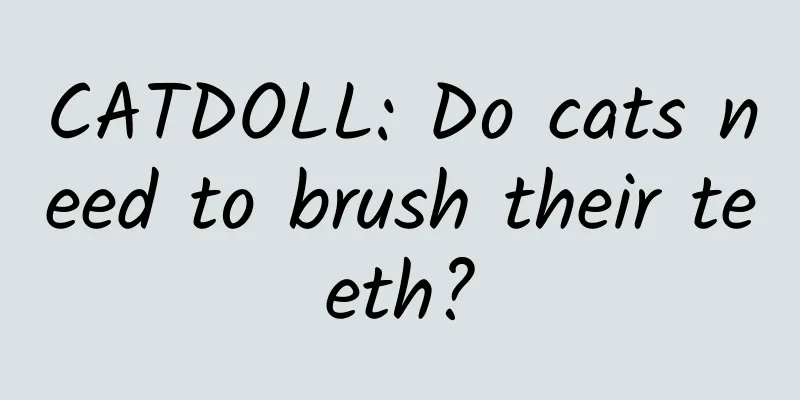 CATDOLL: Do cats need to brush their teeth?