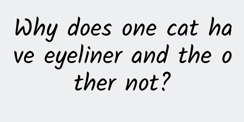 Why does one cat have eyeliner and the other not?
