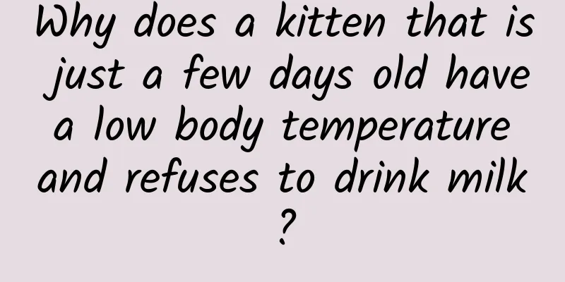 Why does a kitten that is just a few days old have a low body temperature and refuses to drink milk?