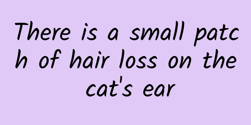 There is a small patch of hair loss on the cat's ear