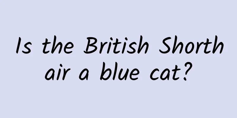 Is the British Shorthair a blue cat?