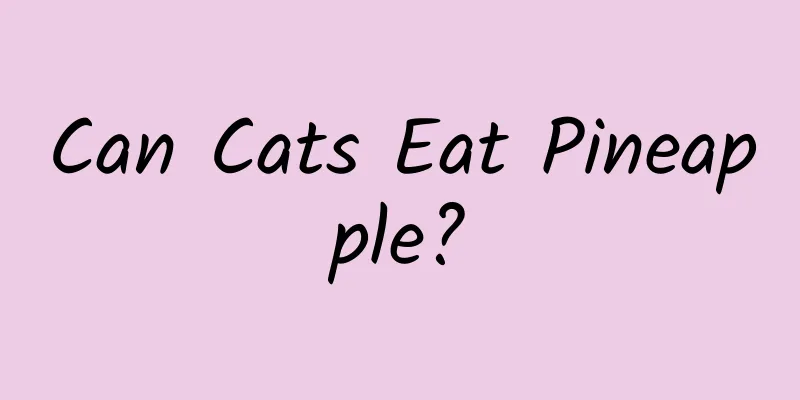 Can Cats Eat Pineapple?