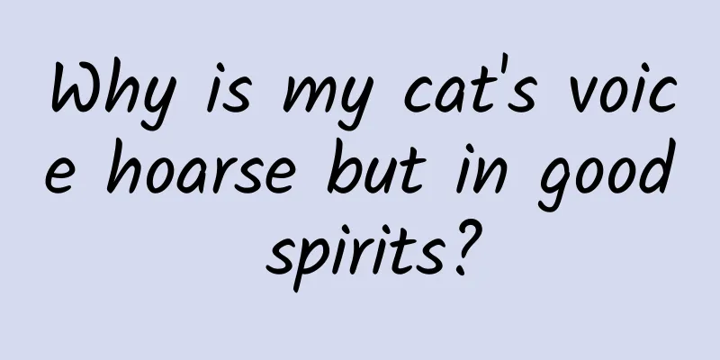 Why is my cat's voice hoarse but in good spirits?