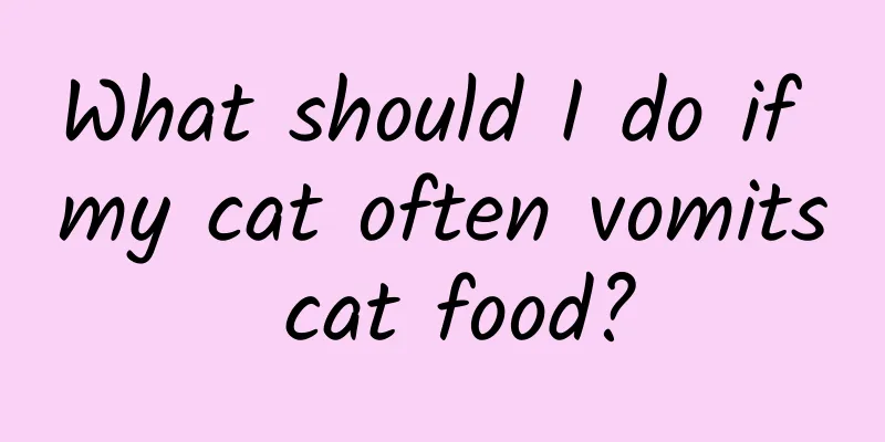 What should I do if my cat often vomits cat food?