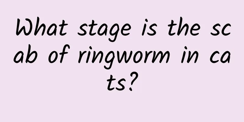 What stage is the scab of ringworm in cats?