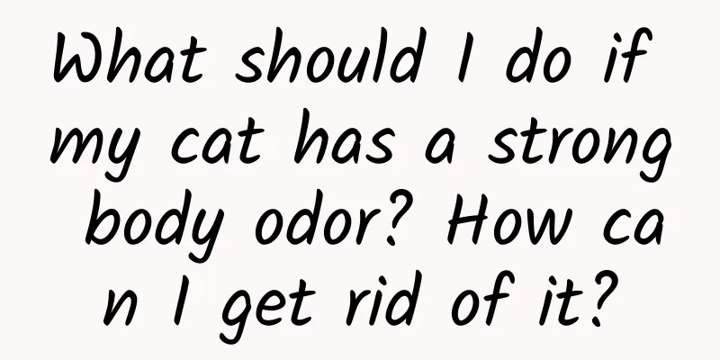 What should I do if my cat has a strong body odor? How can I get rid of it?