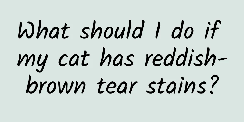 What should I do if my cat has reddish-brown tear stains?