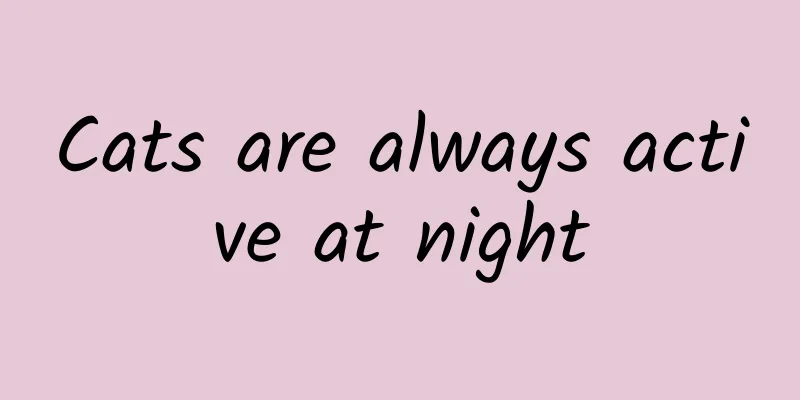 Cats are always active at night