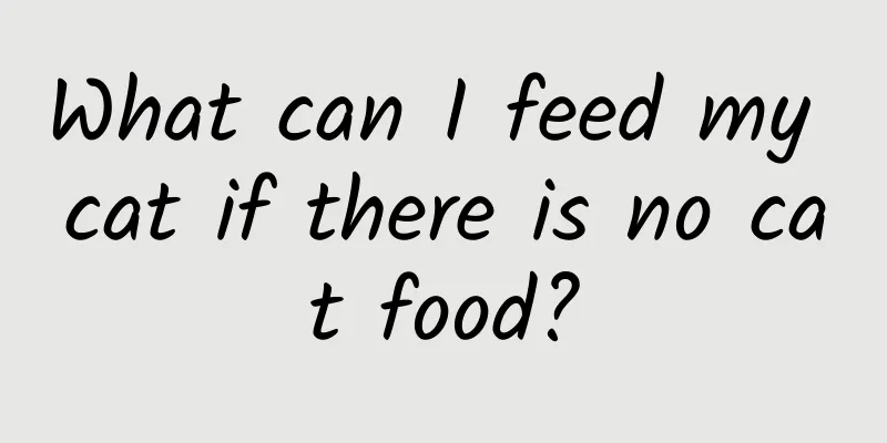 What can I feed my cat if there is no cat food?