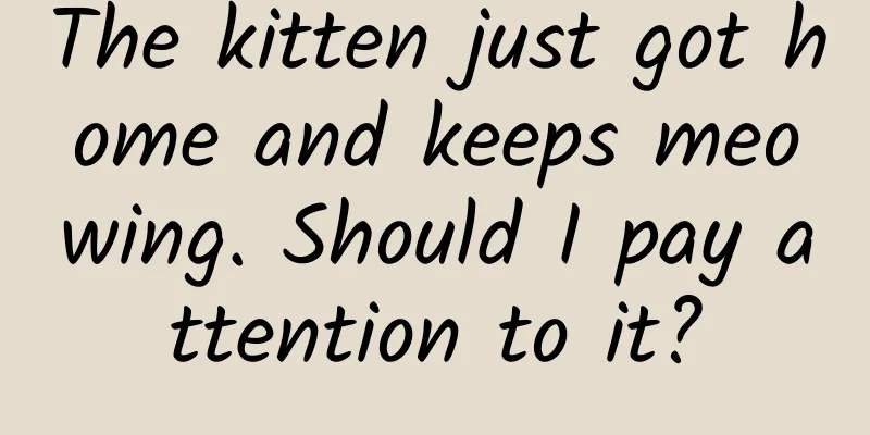 The kitten just got home and keeps meowing. Should I pay attention to it?