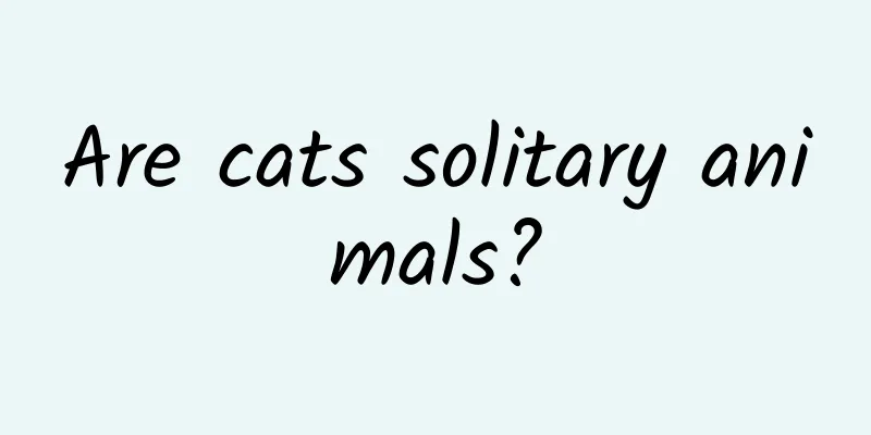 Are cats solitary animals?