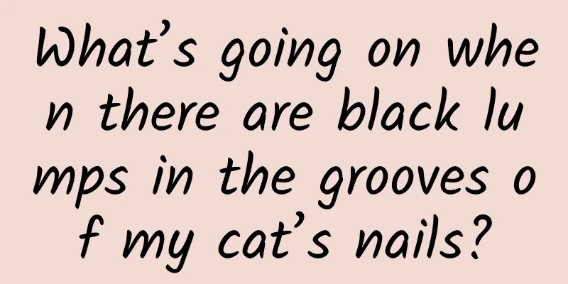 What’s going on when there are black lumps in the grooves of my cat’s nails?