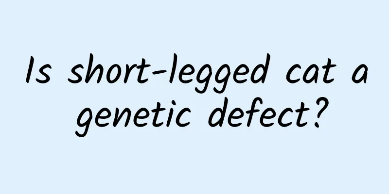 Is short-legged cat a genetic defect?