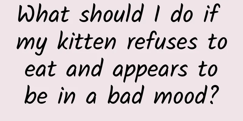 What should I do if my kitten refuses to eat and appears to be in a bad mood?