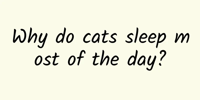 Why do cats sleep most of the day?