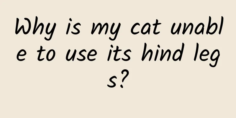 Why is my cat unable to use its hind legs?