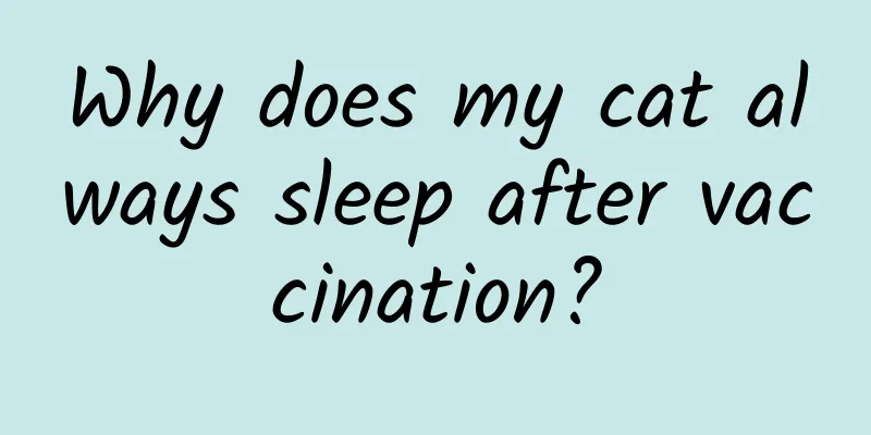 Why does my cat always sleep after vaccination?