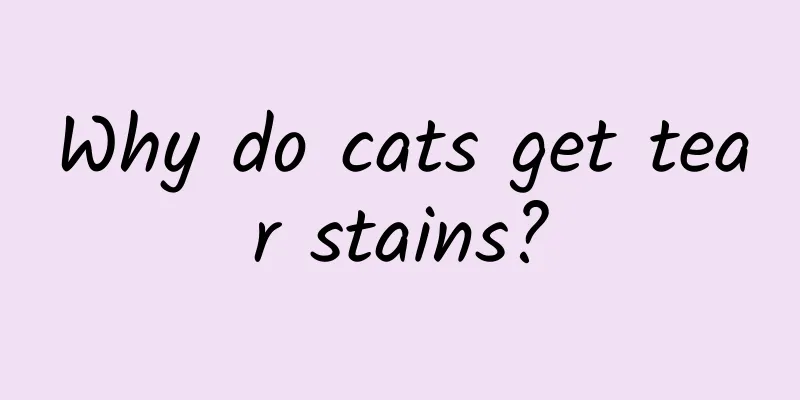 Why do cats get tear stains?