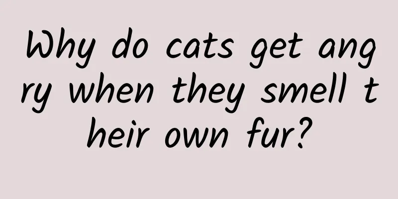 Why do cats get angry when they smell their own fur?