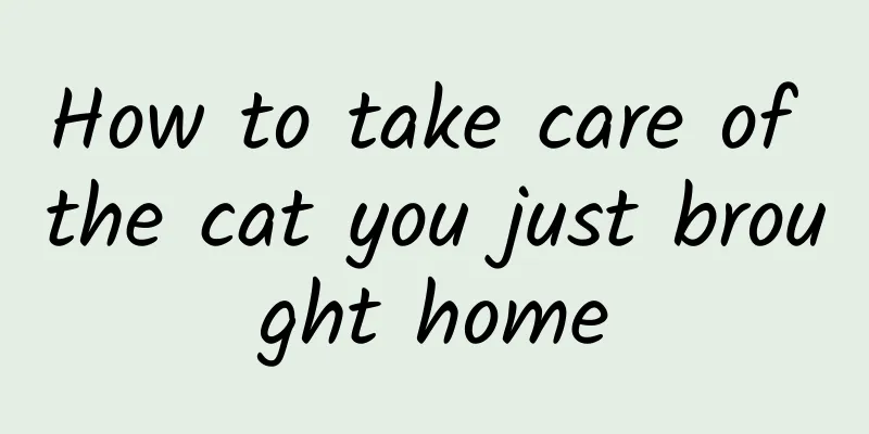 How to take care of the cat you just brought home