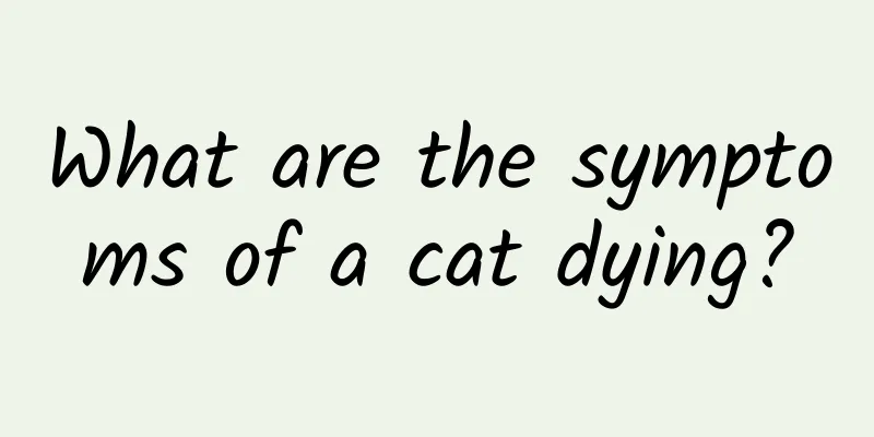 What are the symptoms of a cat dying?