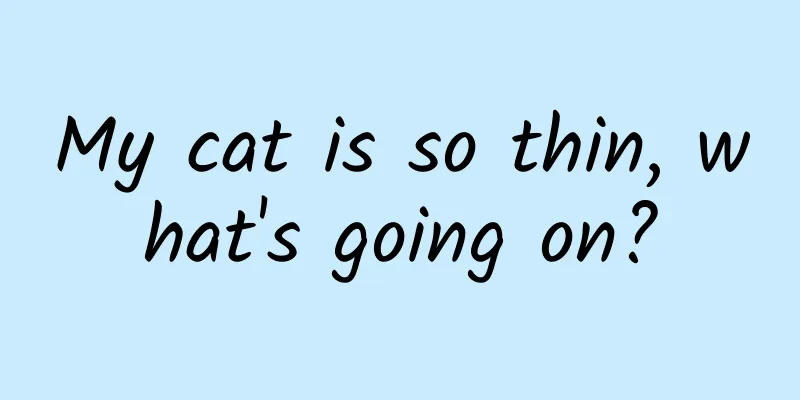 My cat is so thin, what's going on?
