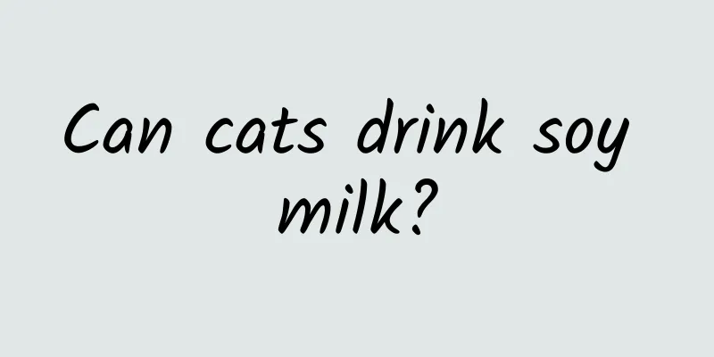 Can cats drink soy milk?