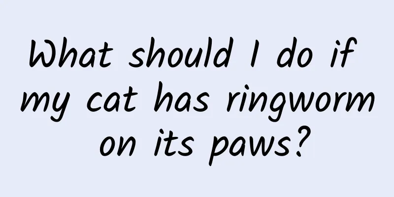 What should I do if my cat has ringworm on its paws?