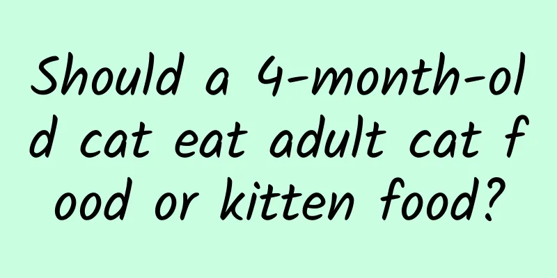 Should a 4-month-old cat eat adult cat food or kitten food?